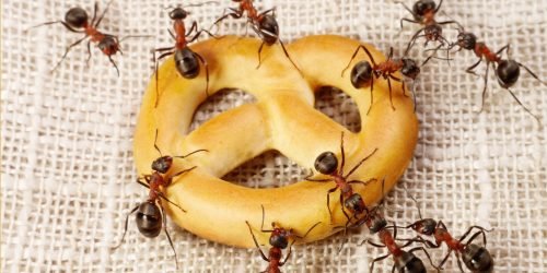 283703-النمل-يجتمع-على-قطع-الطعام