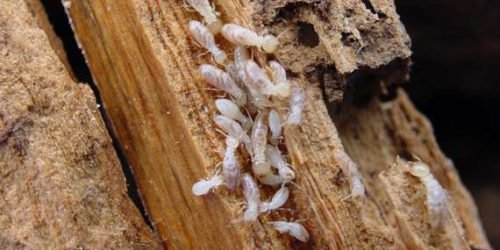 سبب-وجود-النمل-الابيض